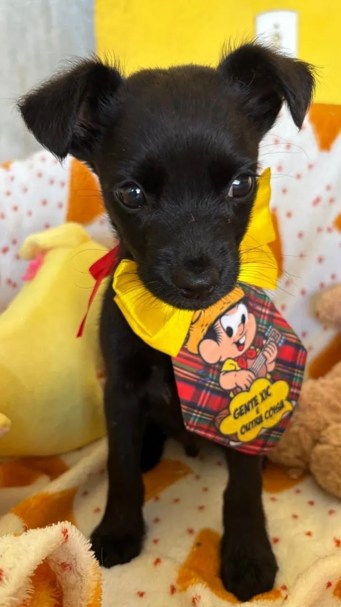 Cachorro raça SRD-ViraLata idade 2 a 6 meses nome PINGUINHO