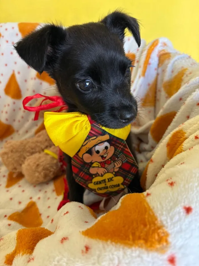 Cachorro raça SRD-ViraLata idade 2 a 6 meses nome PINGUINHO