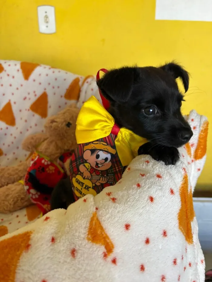 Cachorro raça SRD-ViraLata idade 2 a 6 meses nome PINGUINHO