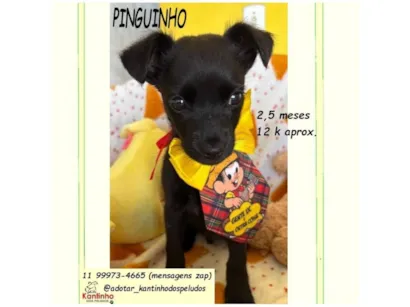 Cachorro raça SRD-ViraLata idade 2 a 6 meses nome PINGUINHO