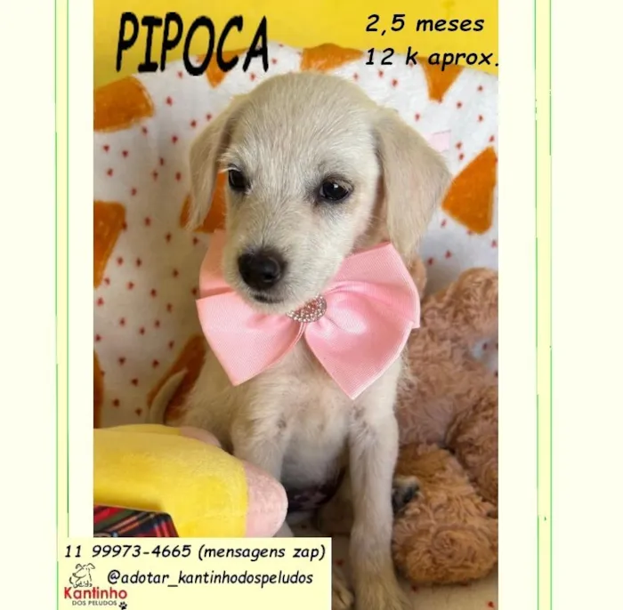 Cachorro raça SRD-ViraLata idade 2 a 6 meses nome PIPOCA