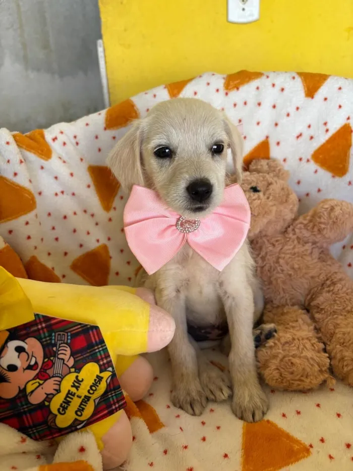 Cachorro raça SRD-ViraLata idade 2 a 6 meses nome PIPOCA