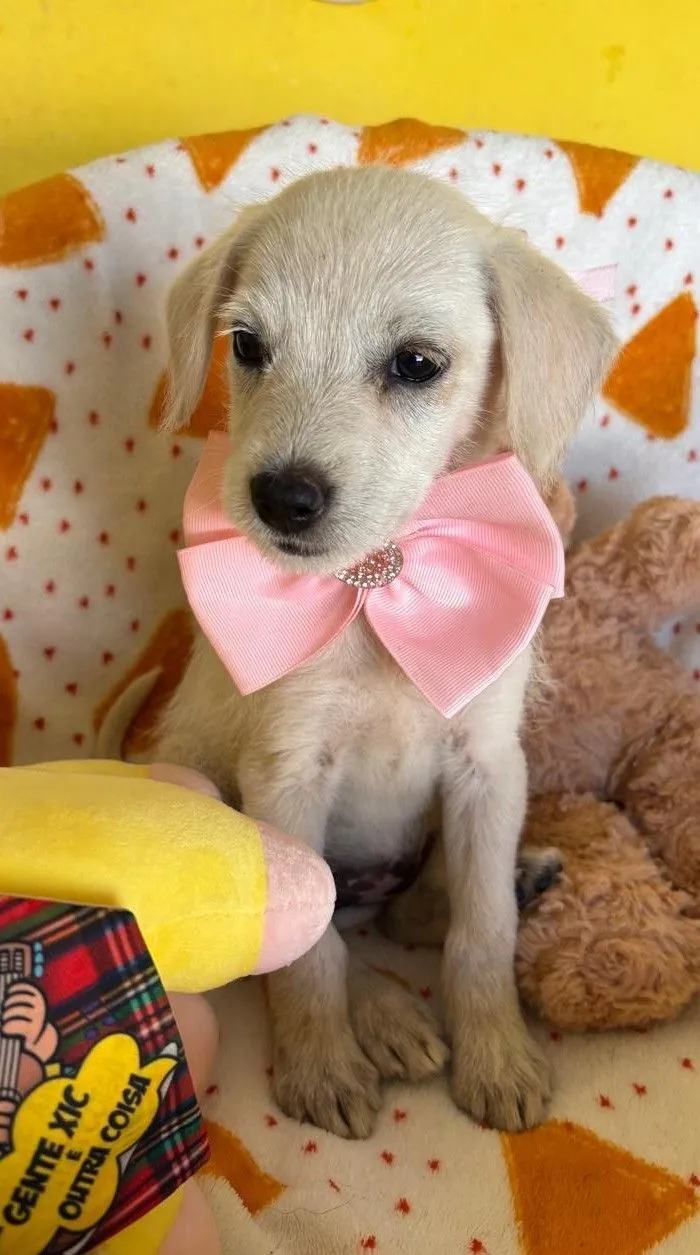 Cachorro raça SRD-ViraLata idade 2 a 6 meses nome PIPOCA