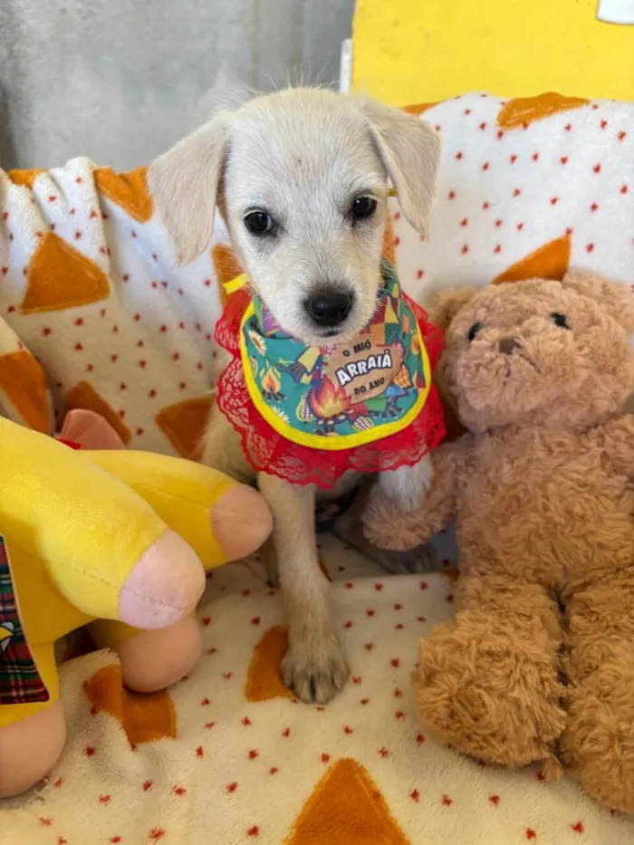 Cachorro raça SRD-ViraLata idade 2 a 6 meses nome PIPOCA