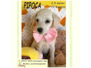 Cachorro raça SRD-ViraLata idade 2 a 6 meses nome PIPOCA