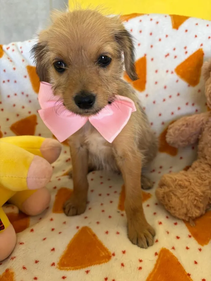 Cachorro raça SRD-ViraLata idade 2 a 6 meses nome PETIT