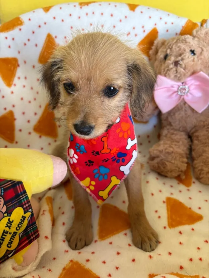 Cachorro raça SRD-ViraLata idade 2 a 6 meses nome PETIT