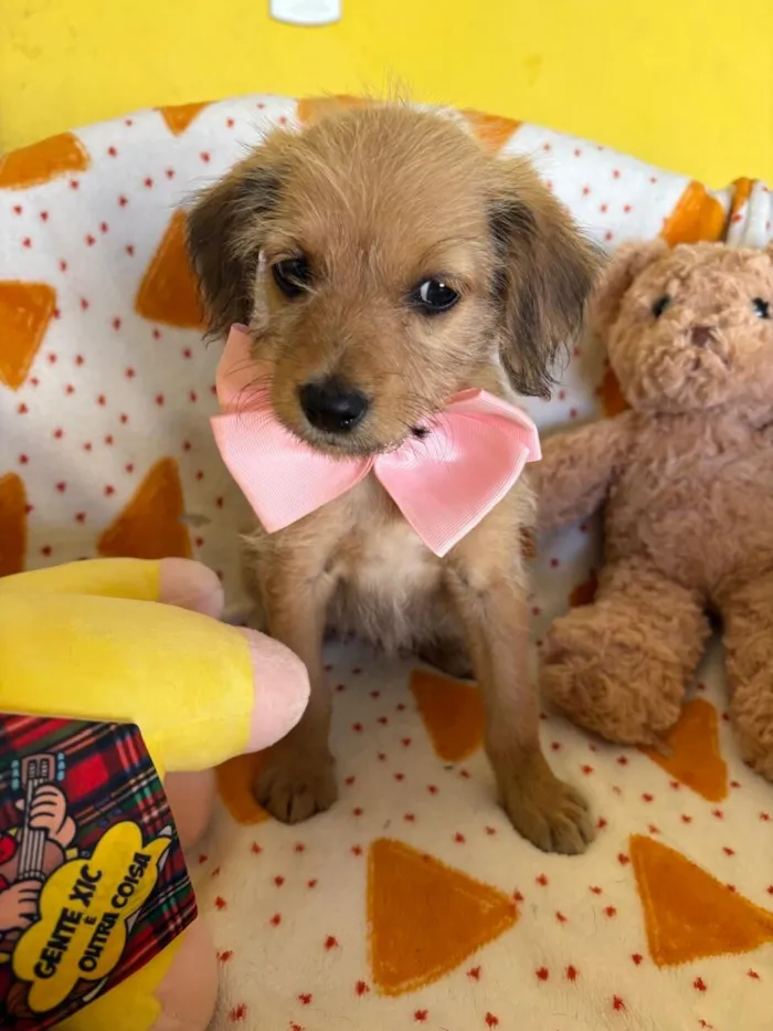 Cachorro raça SRD-ViraLata idade 2 a 6 meses nome PETIT