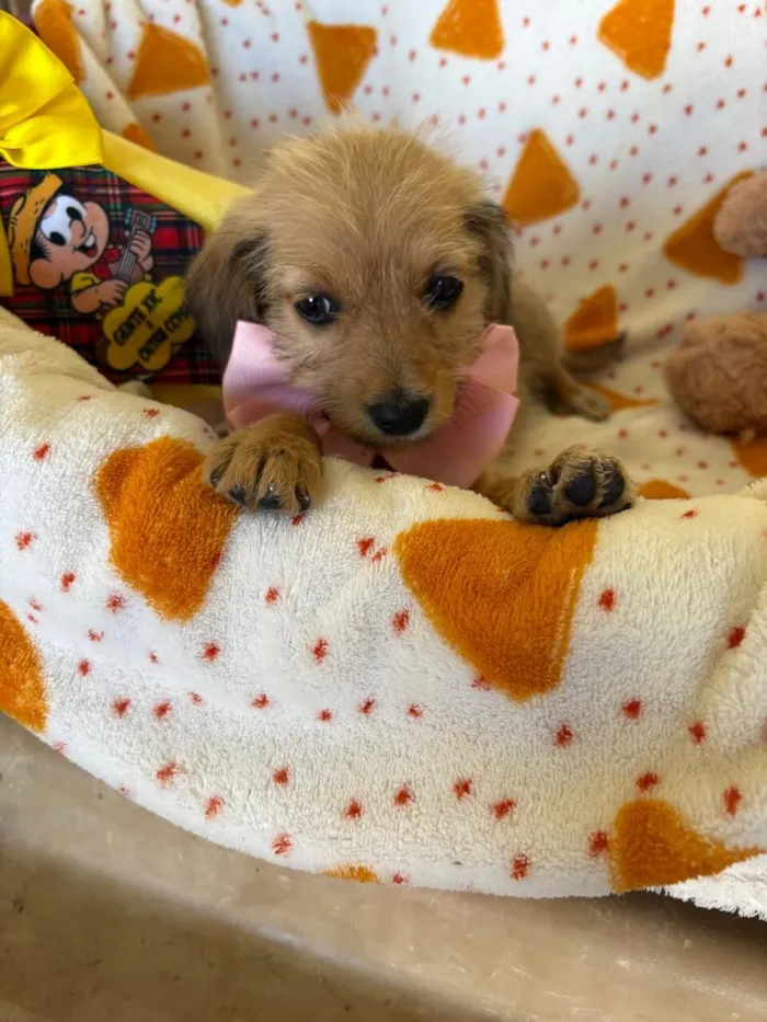 Cachorro raça SRD-ViraLata idade 2 a 6 meses nome PETIT