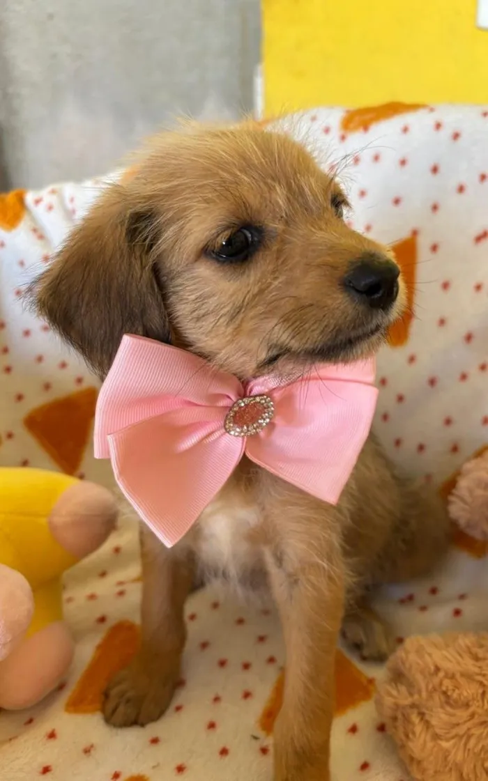 Cachorro raça SRD-ViraLata idade 2 a 6 meses nome PETIT