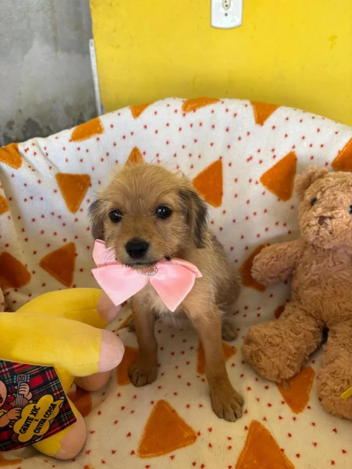 Cachorro raça SRD-ViraLata idade 2 a 6 meses nome PETIT