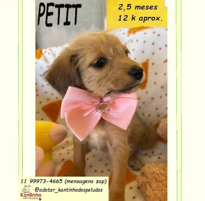 Cachorro raça SRD-ViraLata idade 2 a 6 meses nome PETIT