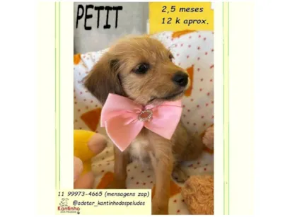 Cachorro raça SRD-ViraLata idade 2 a 6 meses nome PETIT