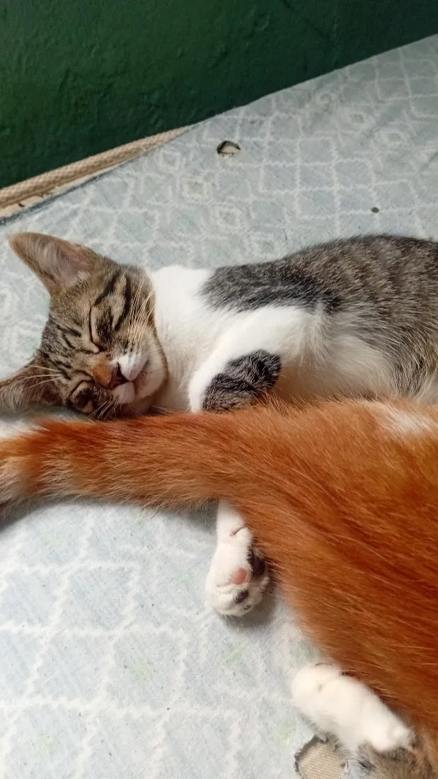 Gato raça SRD-ViraLata idade 2 a 6 meses nome corujita