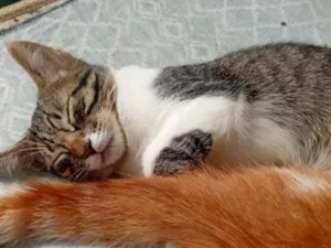 Gato raça SRD-ViraLata idade 2 a 6 meses nome corujita