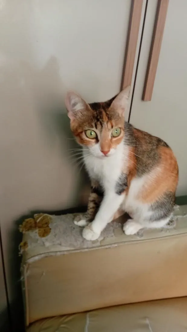 Gato raça SRD-ViraLata idade 4 anos nome Pichuruca