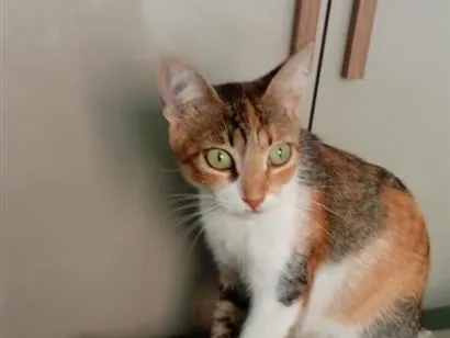 Gato raça SRD-ViraLata idade 4 anos nome Pichuruca