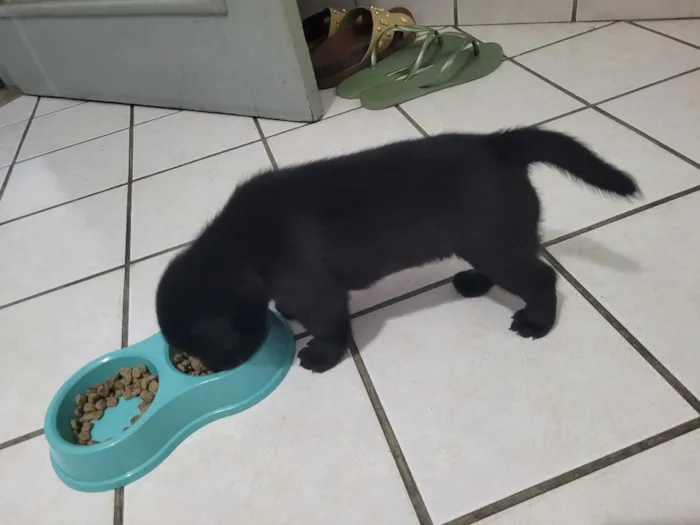 Cachorro raça SRD-ViraLata idade Abaixo de 2 meses nome Zoro e Luf