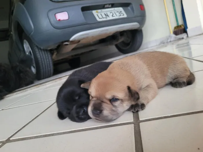 Cachorro raça SRD-ViraLata idade Abaixo de 2 meses nome Zoro e Luf