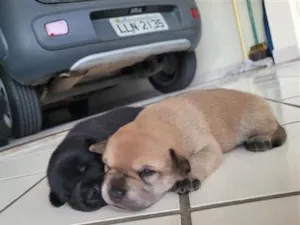 Cachorro raça SRD-ViraLata idade Abaixo de 2 meses nome Zoro e Luf