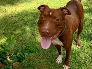 Cachorro raça Pit-Bull idade 1 ano nome Bruce