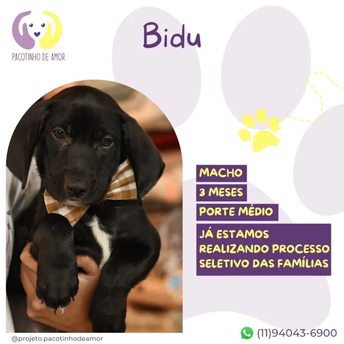 Cachorro raça SRD-ViraLata idade 2 a 6 meses nome Bidu