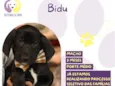 Bidu