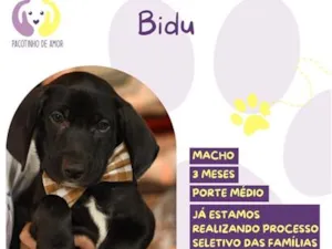 Cachorro raça SRD-ViraLata idade 2 a 6 meses nome Bidu