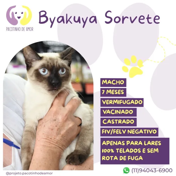 Gato raça SRD-ViraLata idade 7 a 11 meses nome Byakuya Sorvete