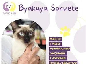 Gato raça SRD-ViraLata idade 7 a 11 meses nome Byakuya Sorvete