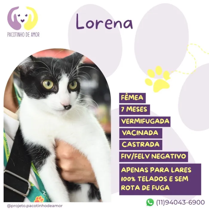 Gato raça SRD-ViraLata idade 7 a 11 meses nome Lorena