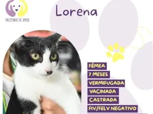 Gato raça SRD-ViraLata idade 7 a 11 meses nome Lorena