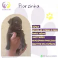 Florzinha