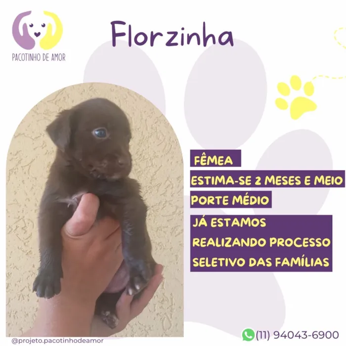 Cachorro raça SRD-ViraLata idade 2 a 6 meses nome Florzinha