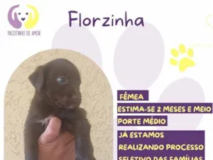 Cachorro raça SRD-ViraLata idade 2 a 6 meses nome Florzinha