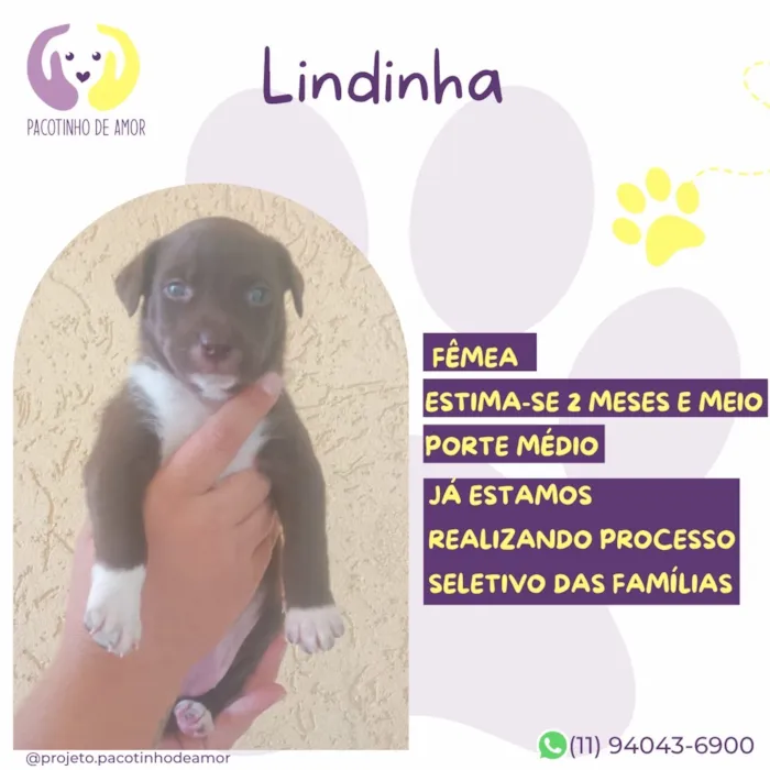 Cachorro raça SRD-ViraLata idade 2 a 6 meses nome Lindinha