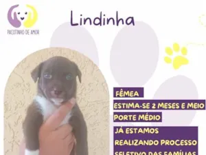 Cachorro raça SRD-ViraLata idade 2 a 6 meses nome Lindinha