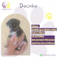 Docinho
