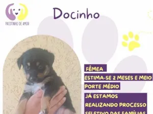 Cachorro raça SRD-ViraLata idade 2 a 6 meses nome Docinho