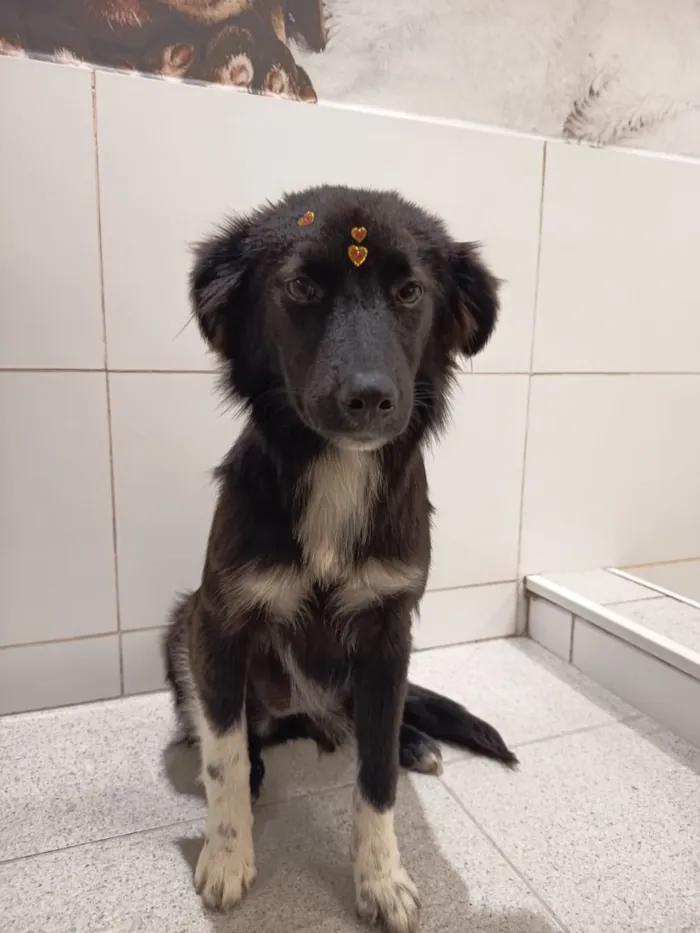 Cachorro raça SRD-ViraLata idade 1 ano nome Kiara