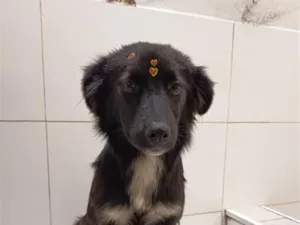 Cachorro raça SRD-ViraLata idade 1 ano nome Kiara