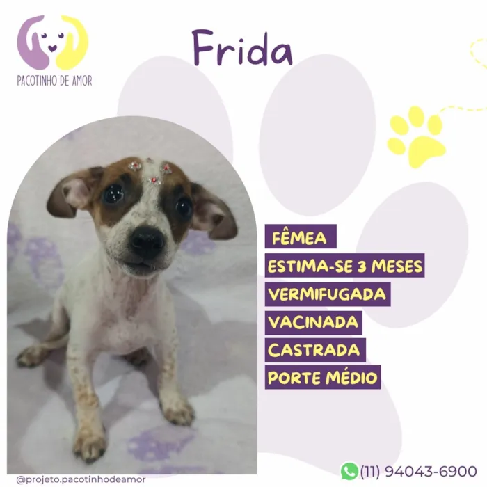 Cachorro raça SRD-ViraLata idade 2 a 6 meses nome Frida
