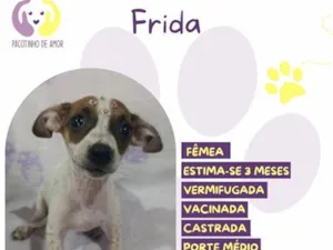 Cachorro raça SRD-ViraLata idade 2 a 6 meses nome Frida