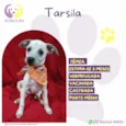 Tarsila