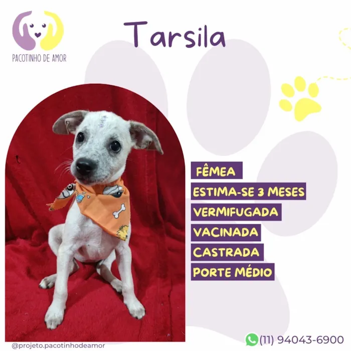 Cachorro raça SRD-ViraLata idade 2 a 6 meses nome Tarsila