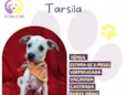 Tarsila