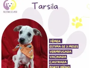 Cachorro raça SRD-ViraLata idade 2 a 6 meses nome Tarsila