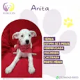 Anita