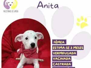 Cachorro raça SRD-ViraLata idade 2 a 6 meses nome Anita