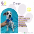 Diego